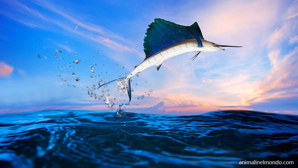 Pesce vela