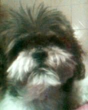 A Piccola