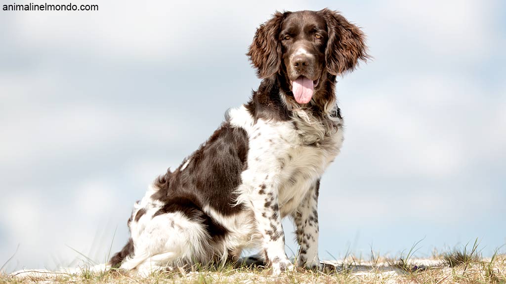 Cane Piccolo Munsterlander
