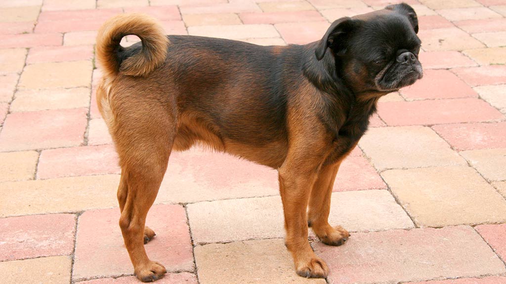 Cane Piccolo Brabantino
