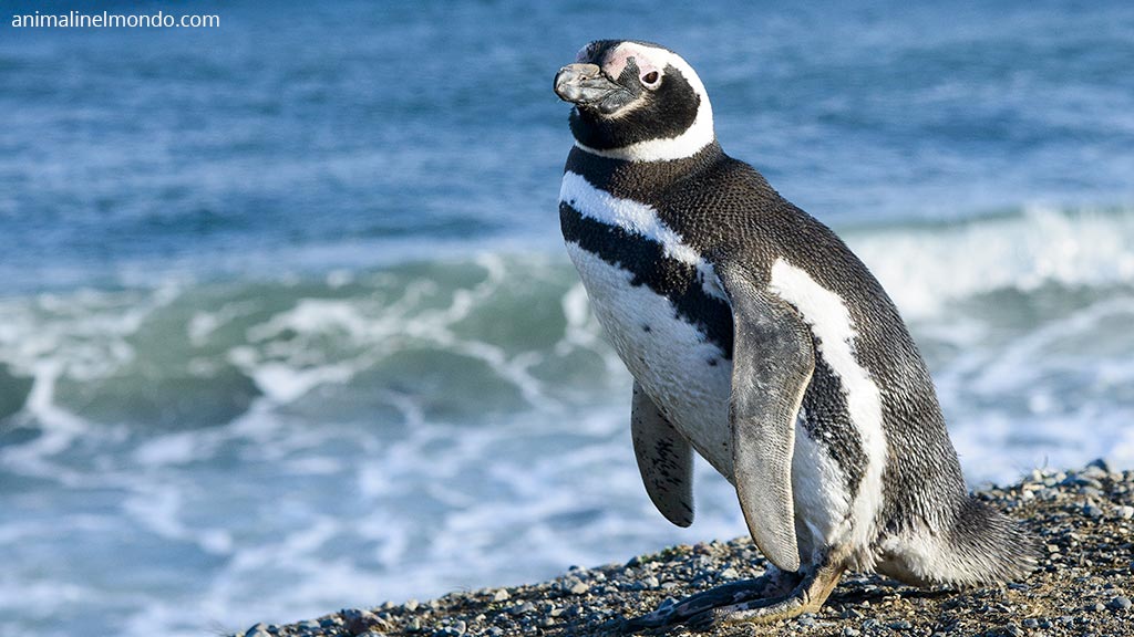 Pinguino di Magellano