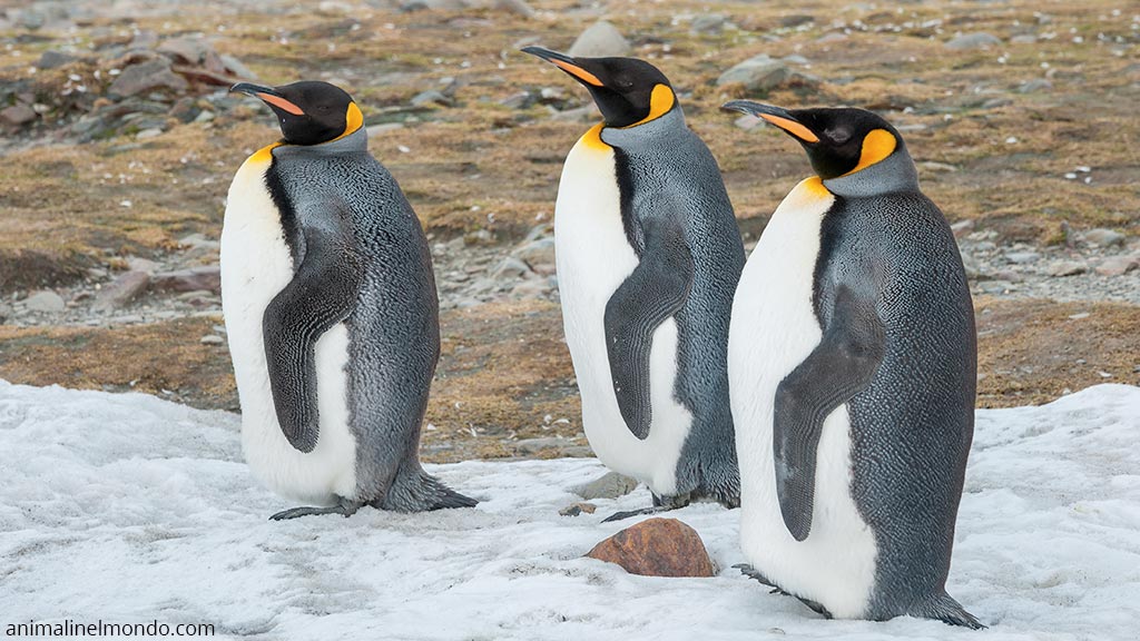 Pinguino