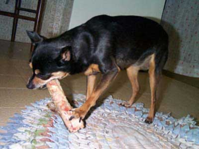 Pinscher