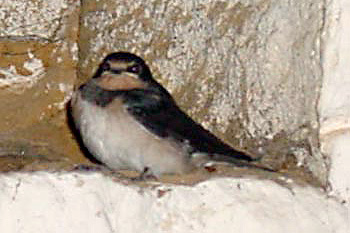 Piumottol la rondine della Ciurma