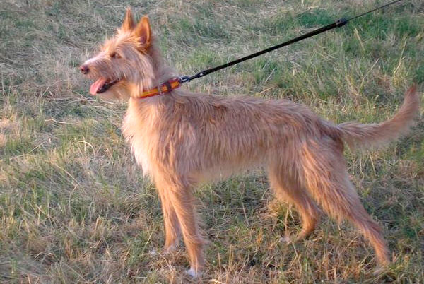 Cane Podengo Portoghese medio a pelo duro