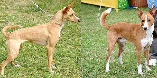 Cane Podengo Portoghese medio a pelo liscio