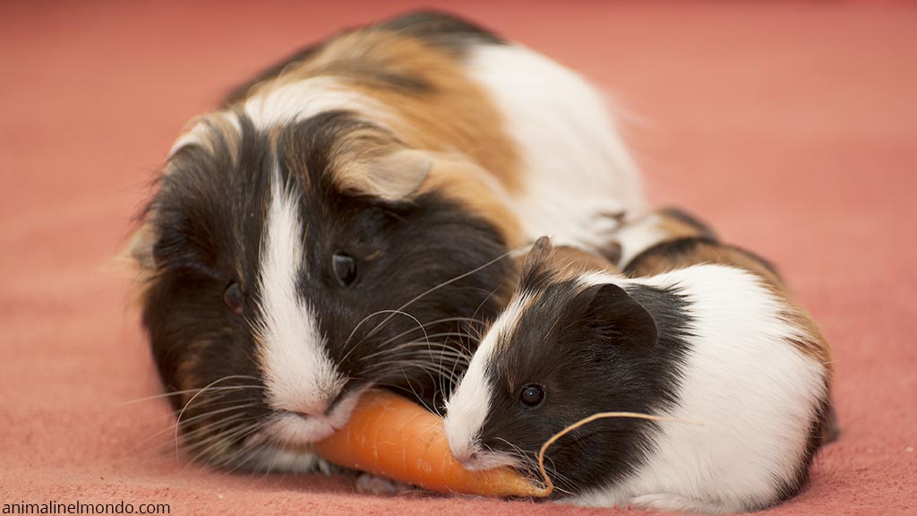 Cavia o Porcellino d’India