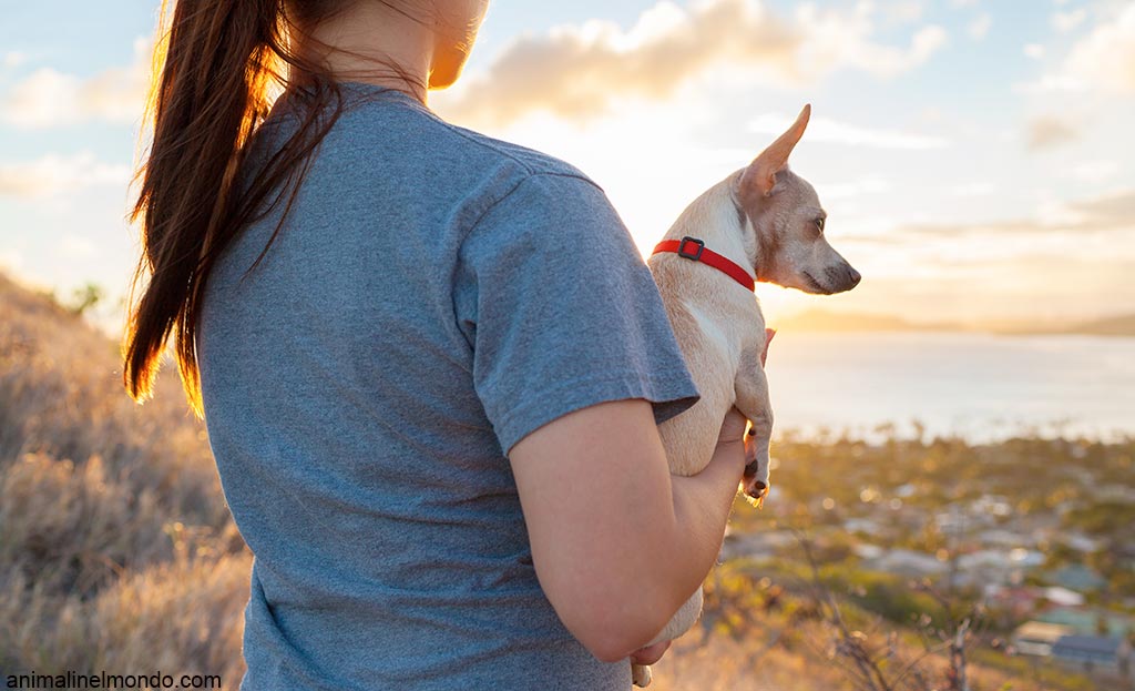 Prima di prendere un cane
