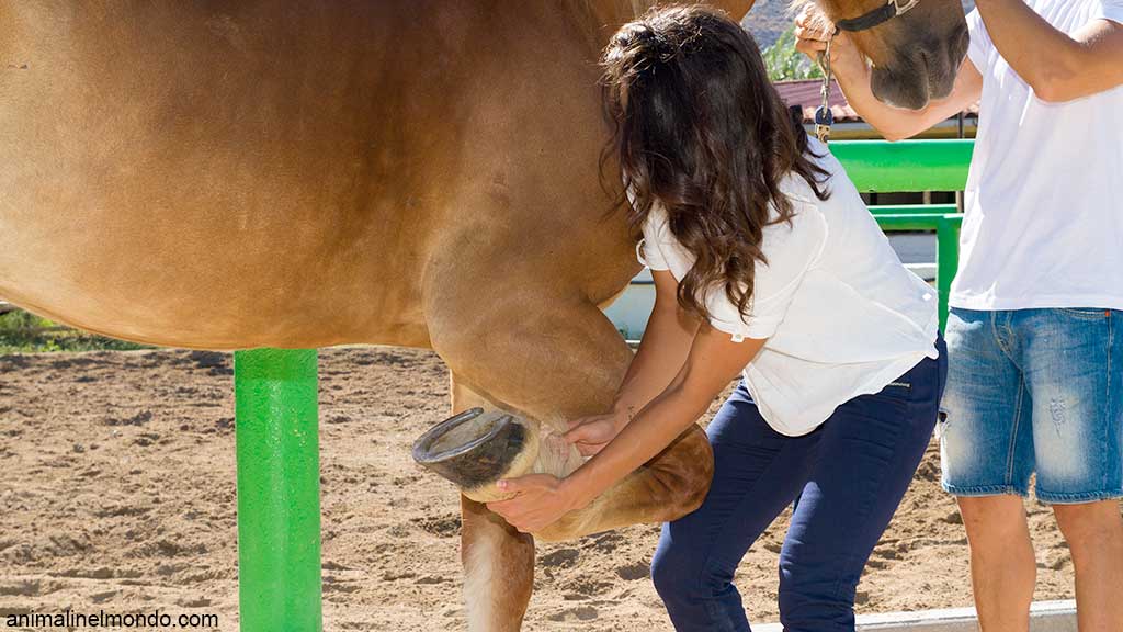 Pulizia piedi cavallo