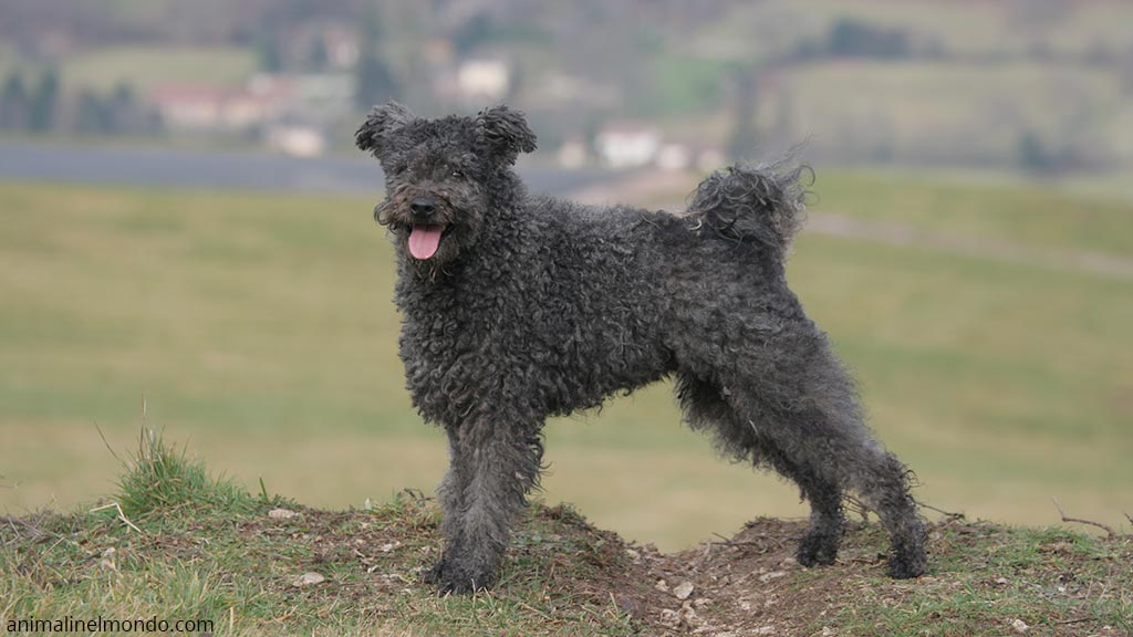 Cane Pumi