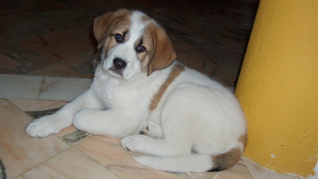 Cane Rafeiro do Alentejo