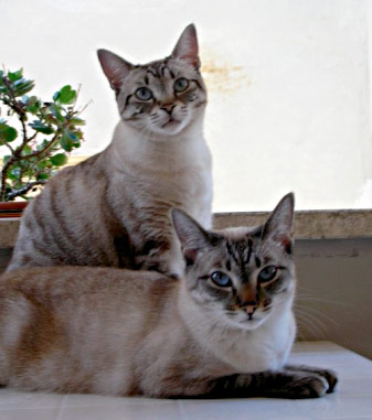 Ragazze