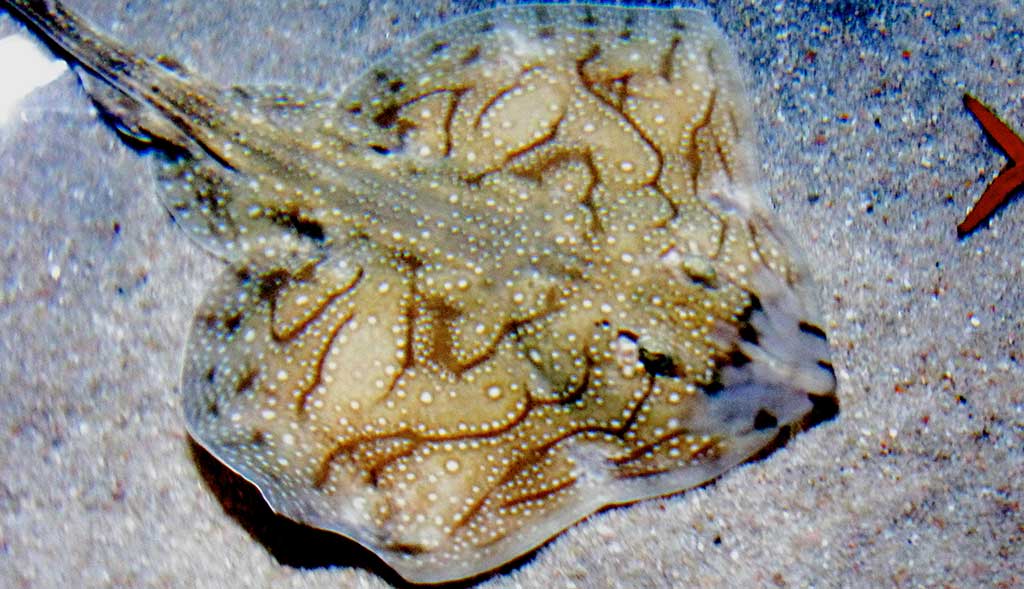 Razza ondulata
