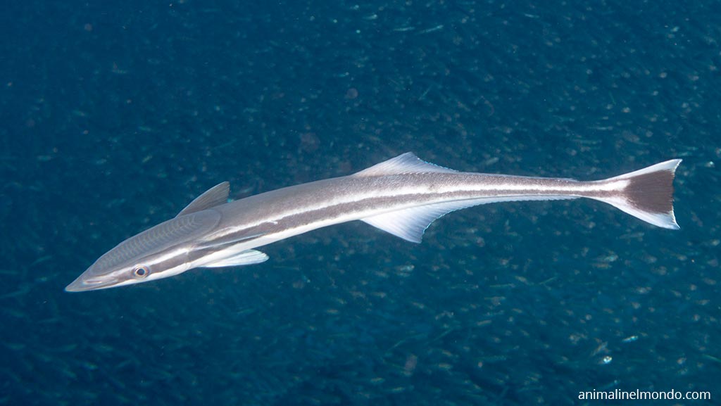 Pesce Remora