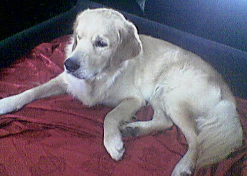 Il mio grande amico Road