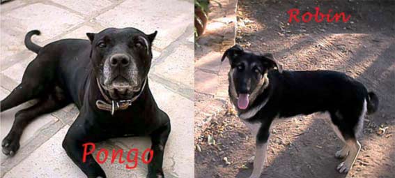 Robin e Pongo
