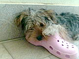 La mia vita Rocky