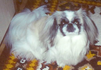 Rolly il Pechinese di Jessica