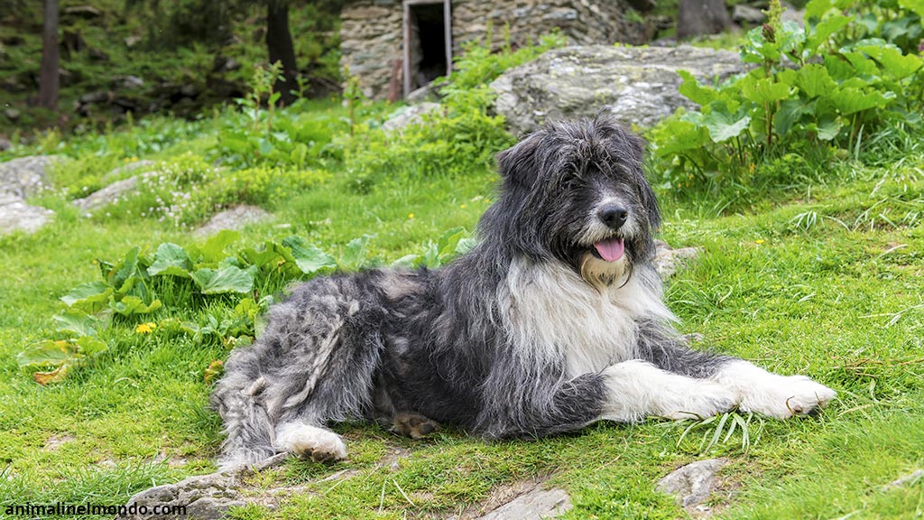 Cane Romanian Mioritic Shepherd Dog