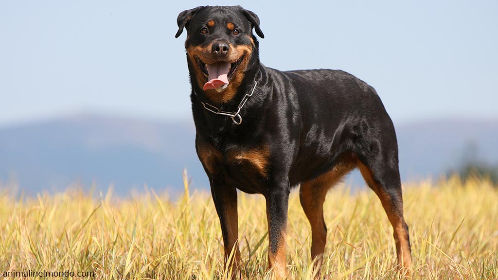 Cane Rottweiler