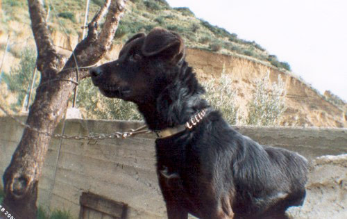 Lo spericolato Rudy