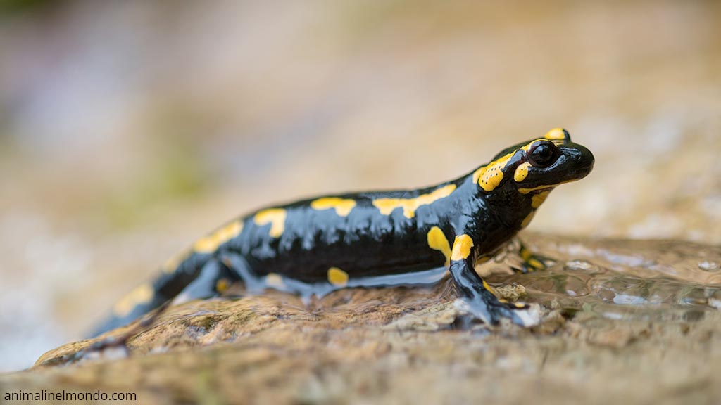 Salamandra pezzata