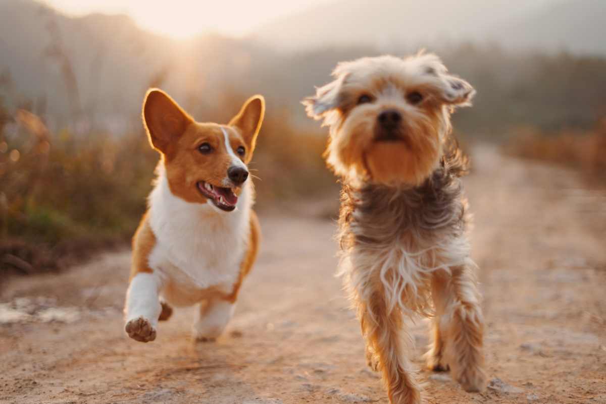 Come prendersi cura di un cane: suggerimenti ed errori da non fare