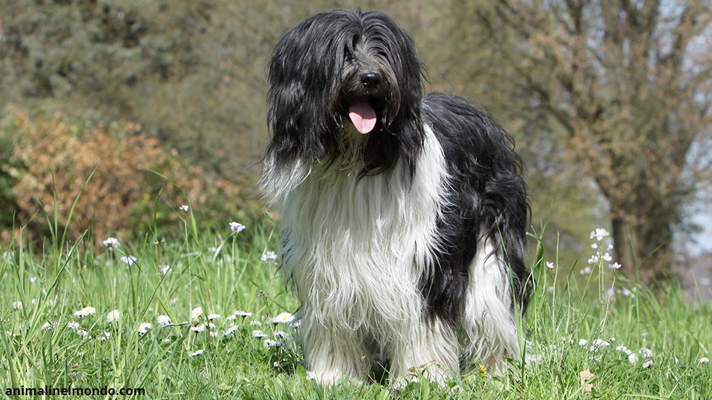 Cane Schapendoes