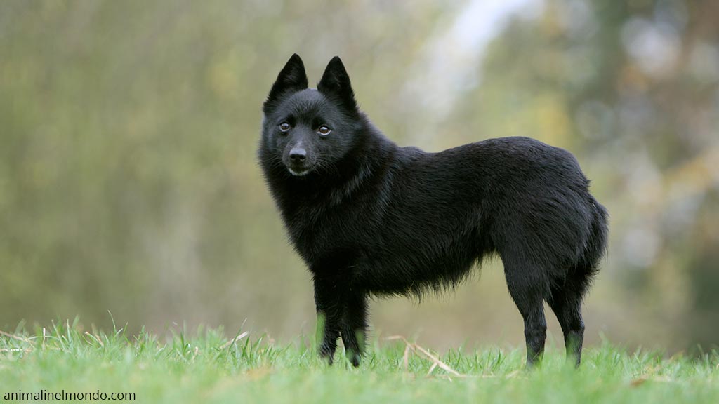 Cane Schipperke