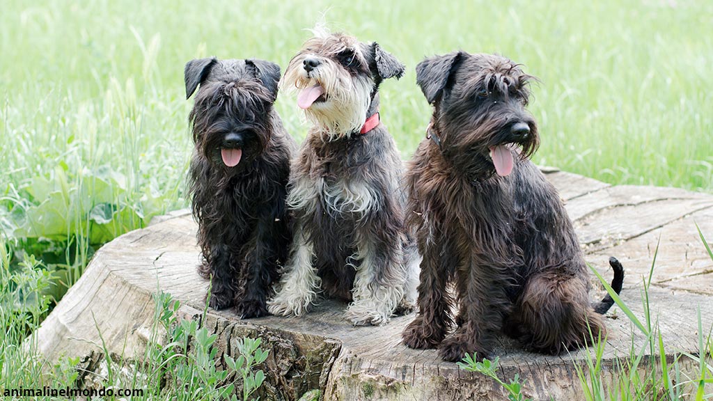 Cane Schnauzer
