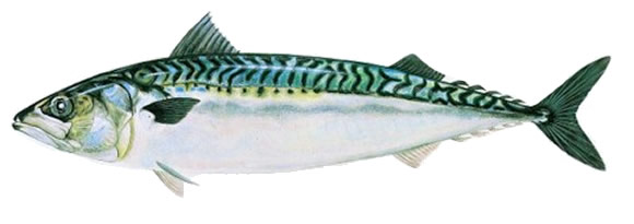 Sgombro 1