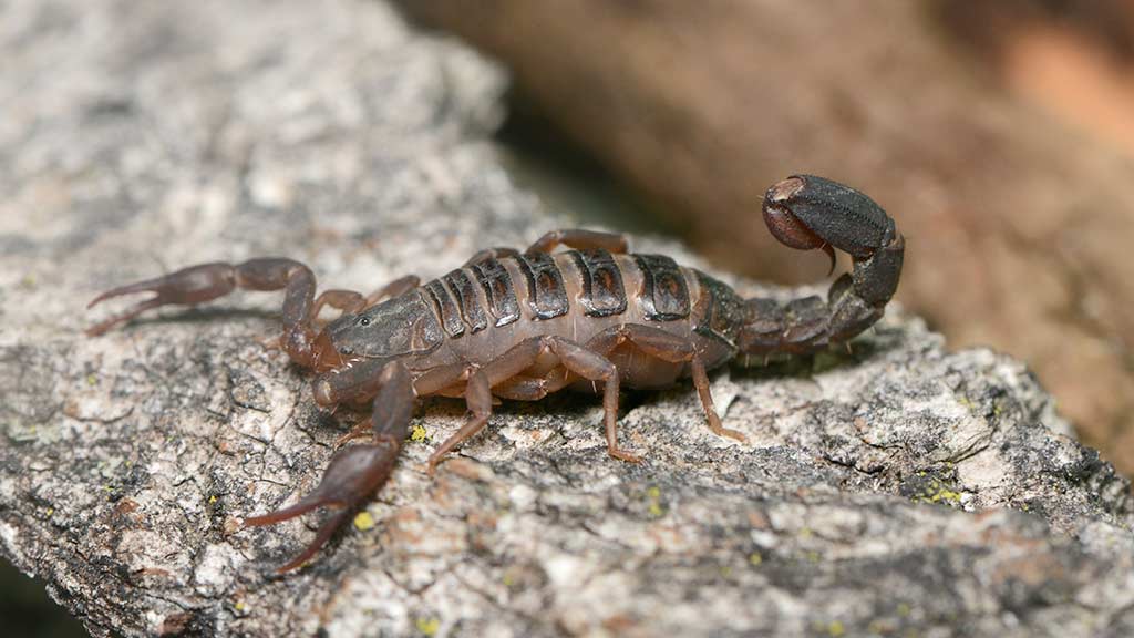 Scorpione