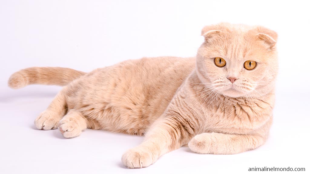 Scottish Fold