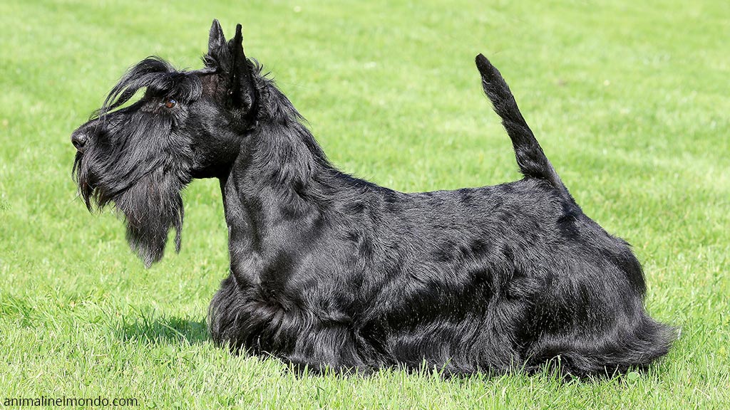Cane Scottish Terrier