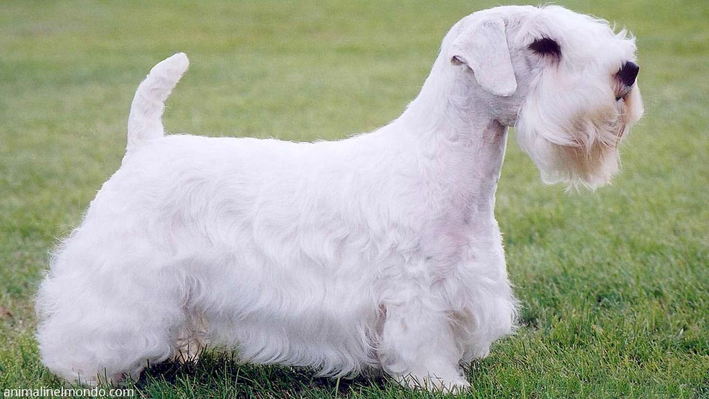 Cane Sealyham Terrier