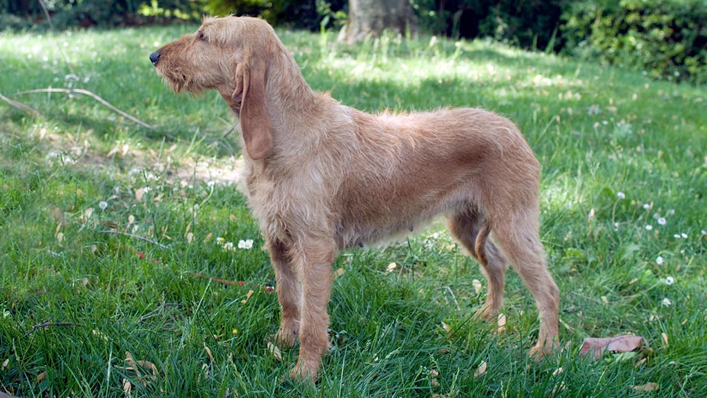 Cane Segugio italiano a pelo forte