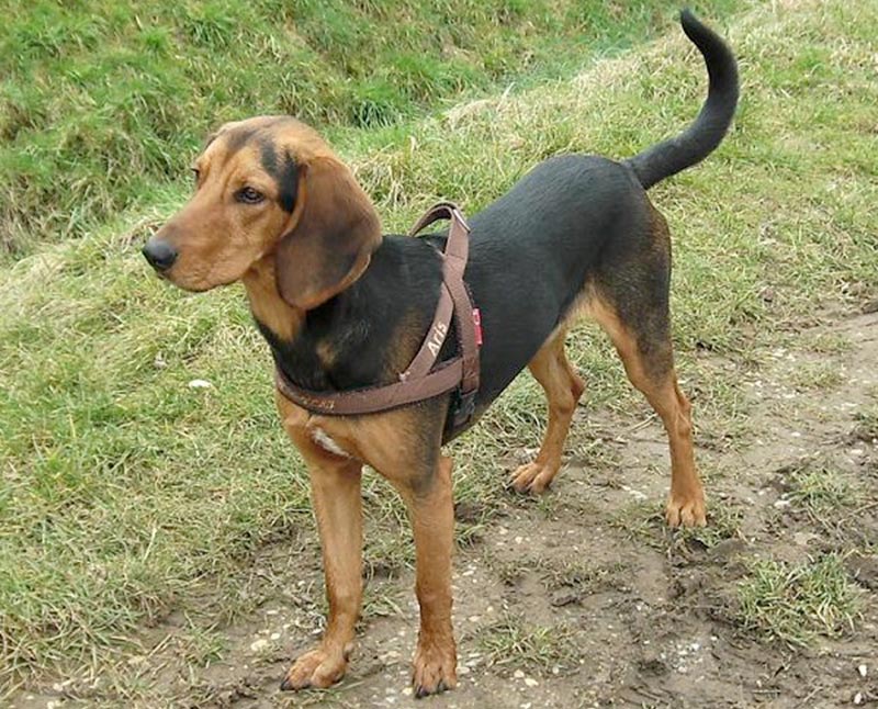Cane Segugio Ellenico