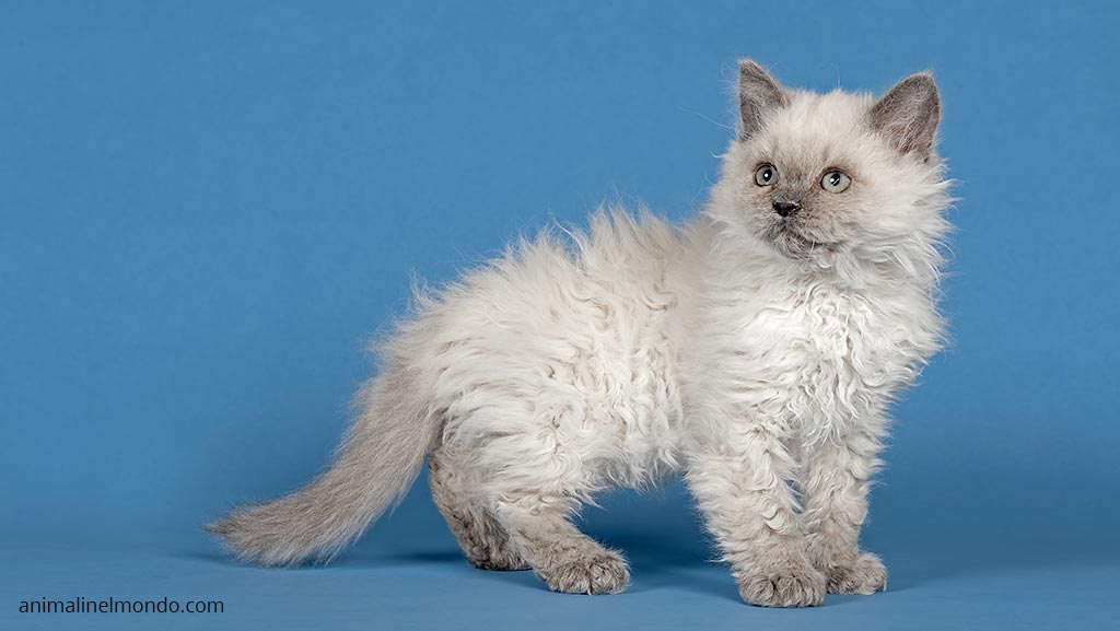 Selkirk Rex