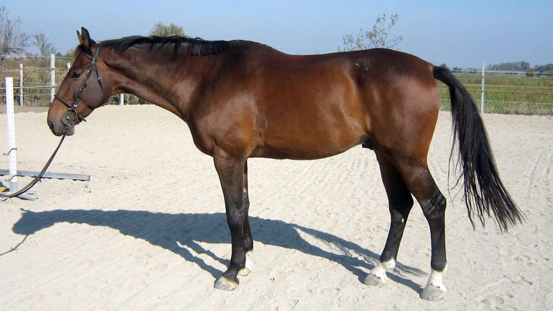 Cavallo da Sella Italiano