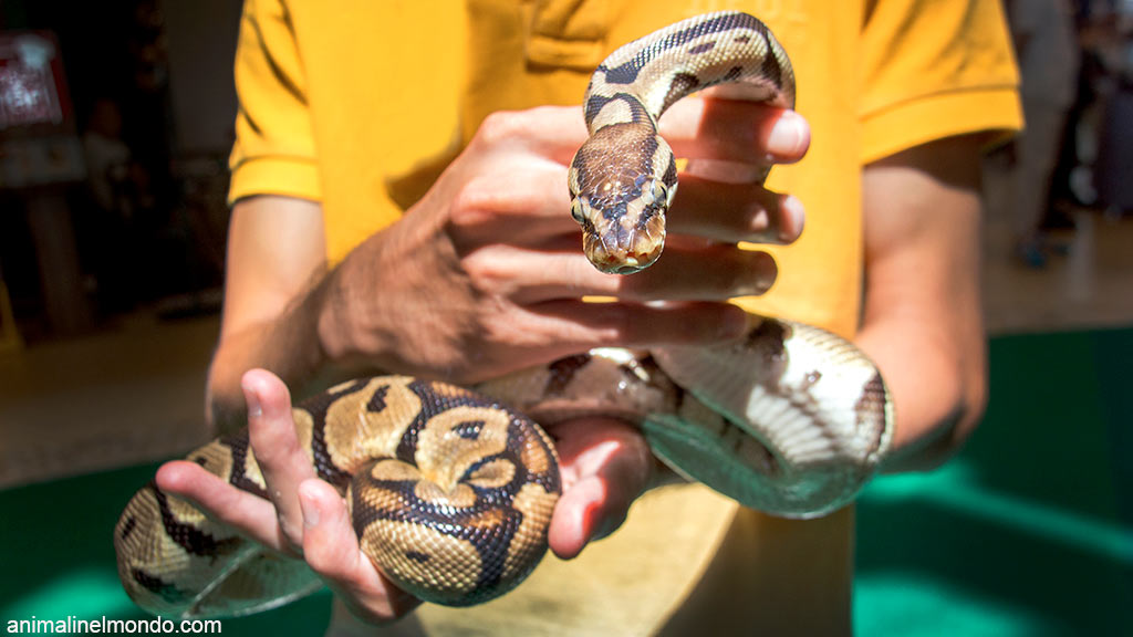 Il serpente e l’uomo