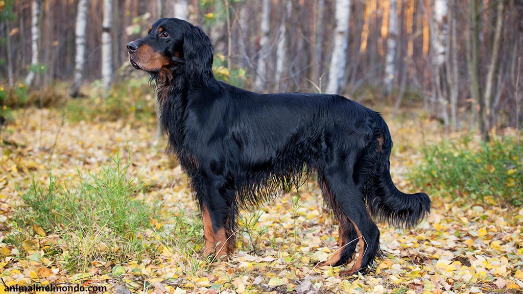 Cane Setter Gordon