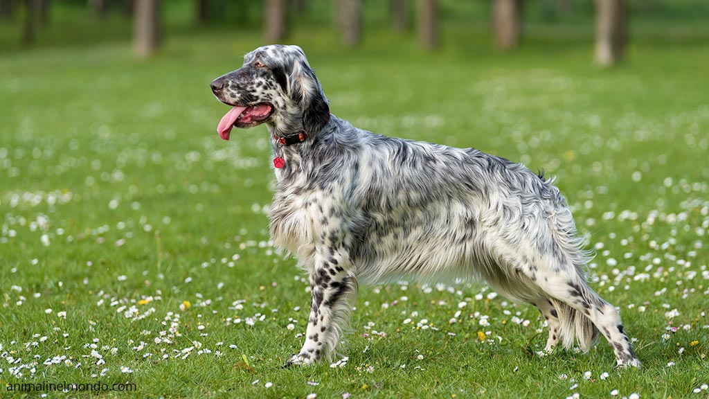 Cane Setter inglese