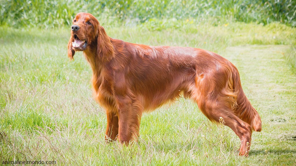 Cane Setter irlandese rosso