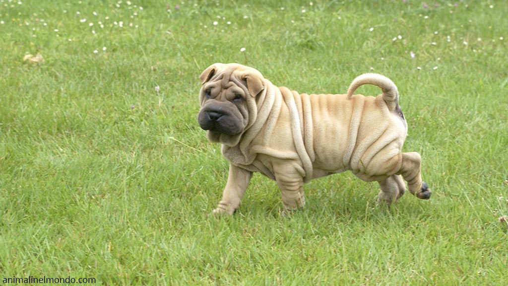 Cane Shar-pei