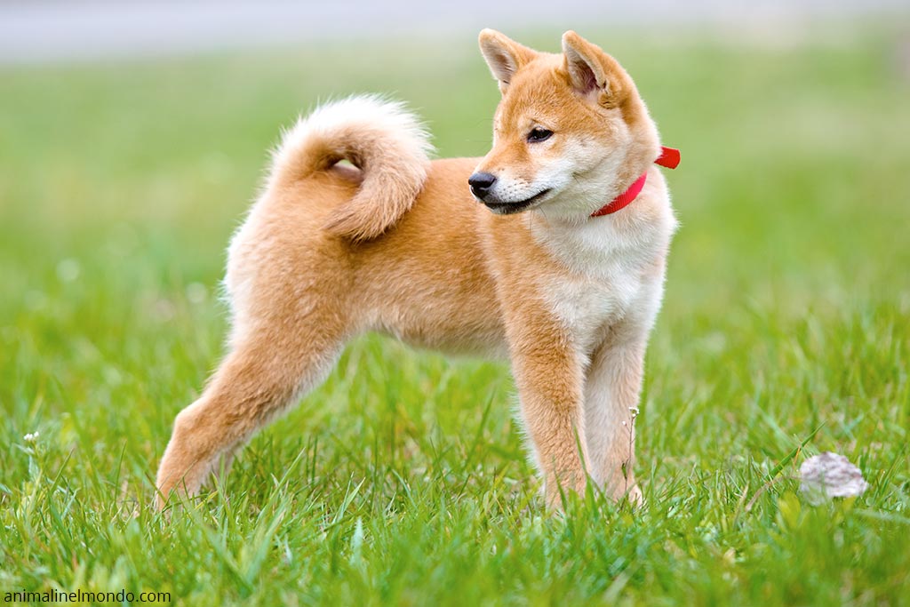 Cane Shiba-Inu