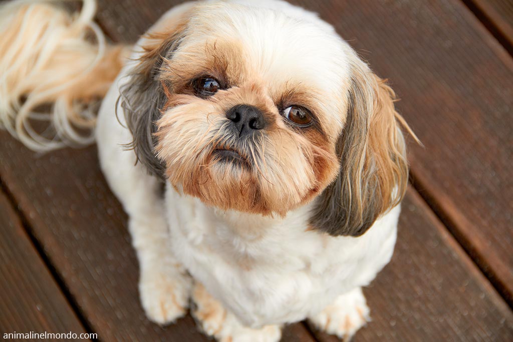 Cane Shih-tzu