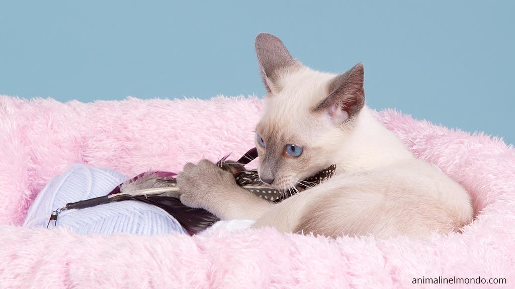 Siamese
