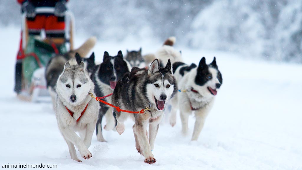 Cane Siberian Husky