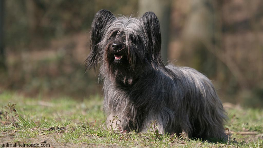 Cane Skye Terrier