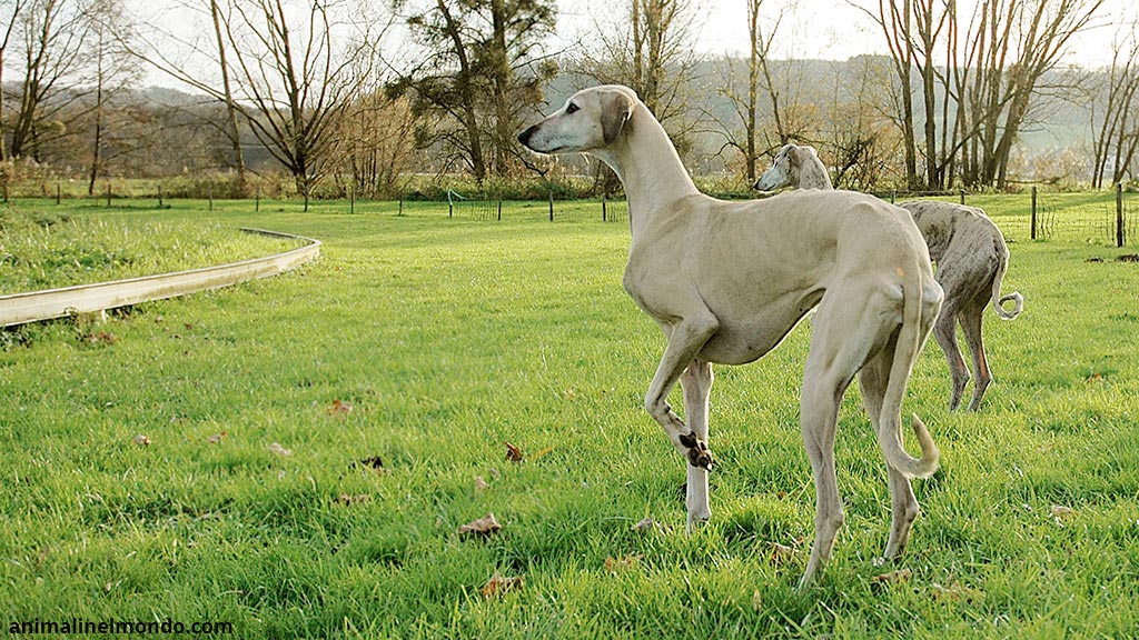 Cane Sloughi o Levriero Arabo